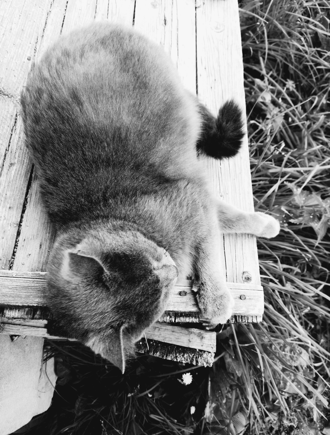 Котэ котэ кот кошка животные домашние лето август 2023 чернобелая фотография чёрнобелая чернобелое фото чёрнобелое чб мобильная мобильное