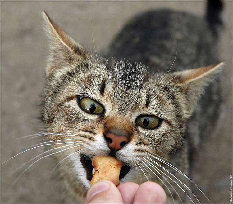 Bon appetit! cat