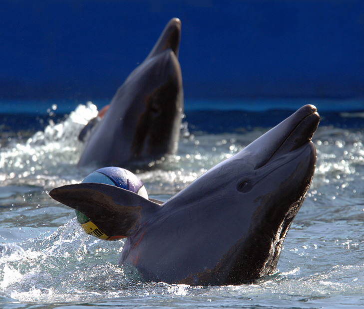 Водное поло дельфин афалина Tursiops truncatus