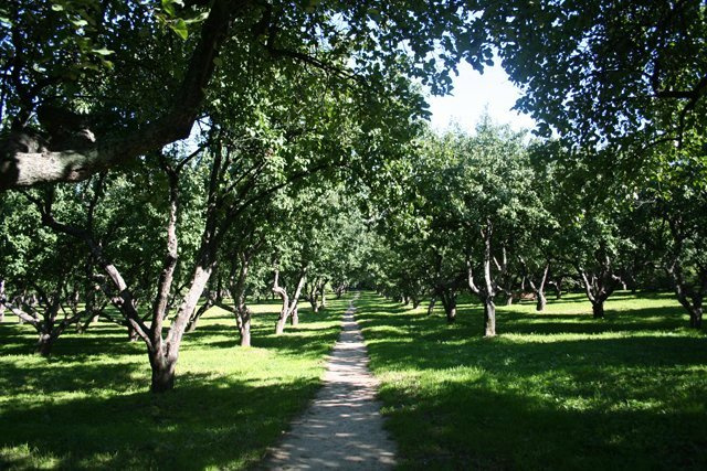 valley trees