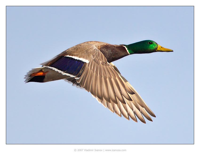 Каратэ утка полёт mallard каратэ