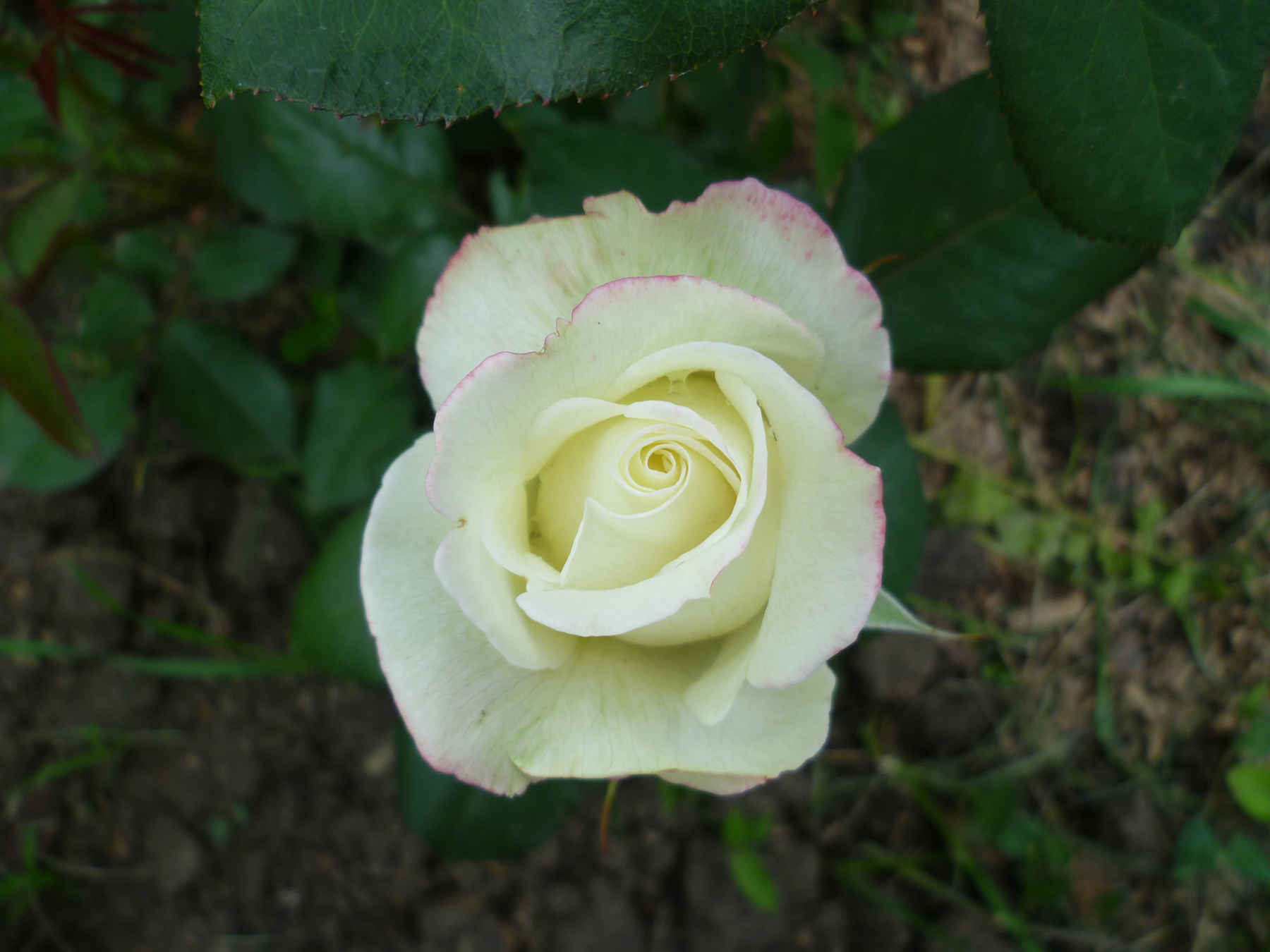 роза природа, цветы