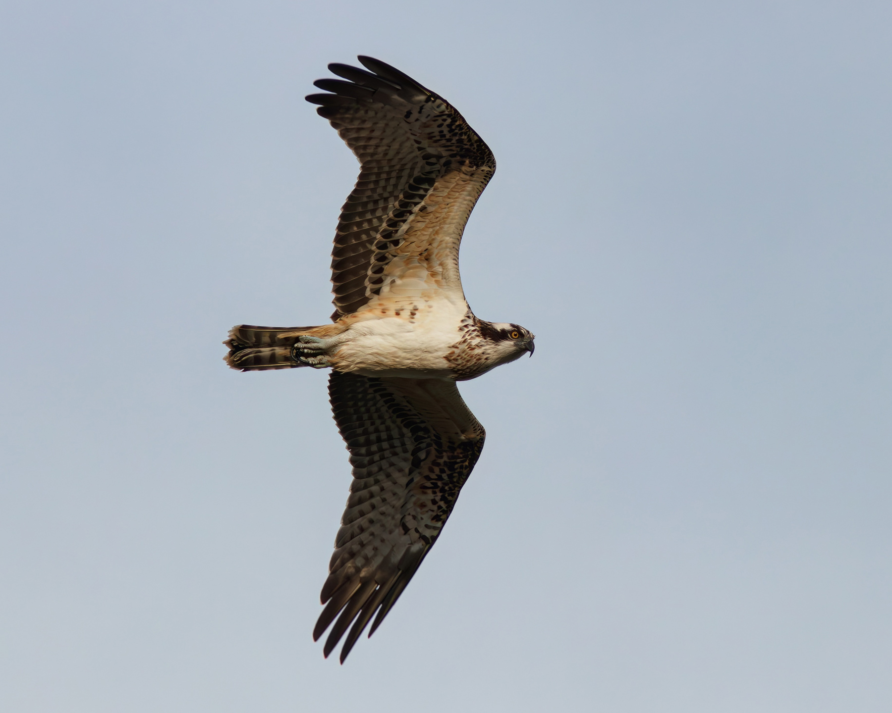 Скопа Скопа Pandion haliaetus Osprey
