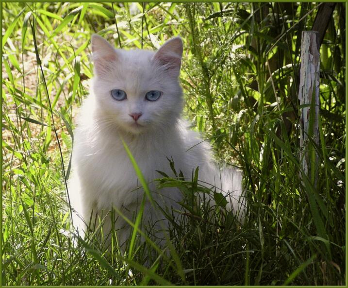 вся такая воздушная... кошка лето