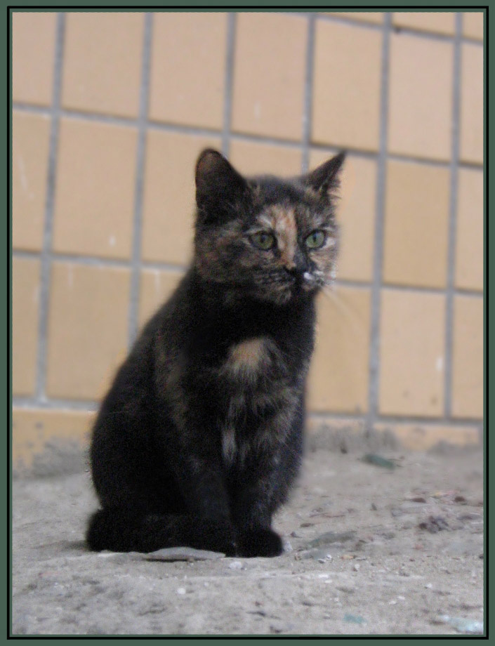 Грущу.. Кошка