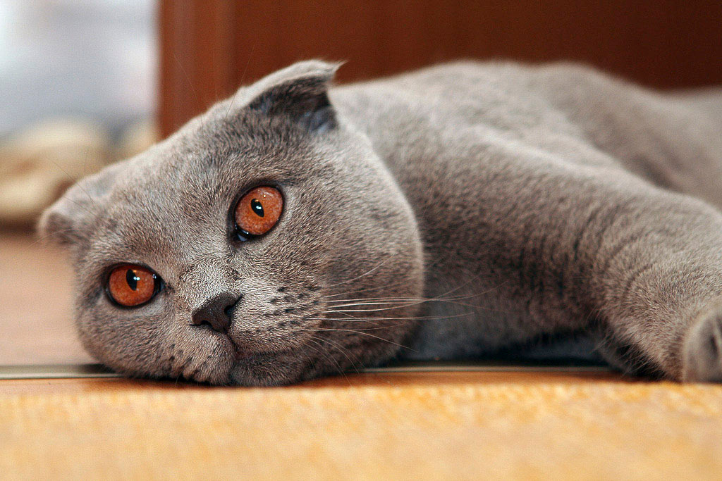Шотландец вислоухий кошка глаза close up шотландец вислоухий