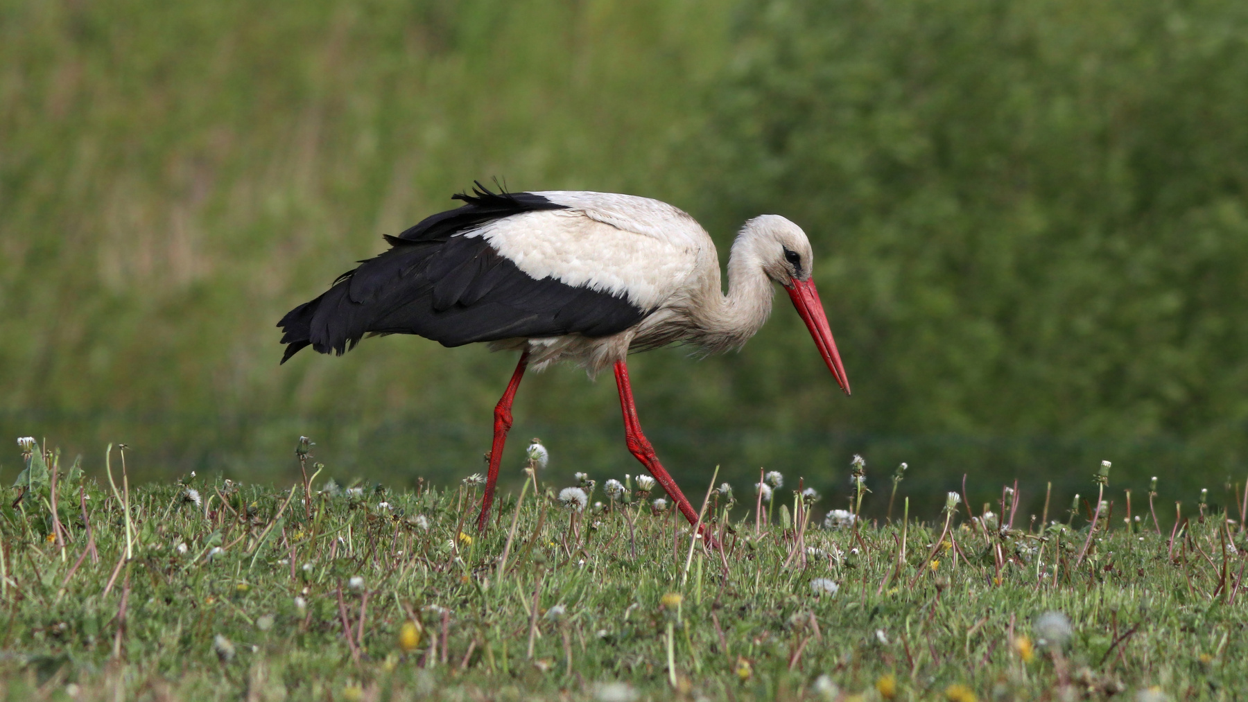 Белый аист Белый аист Аист Ciconia ciconia White stork Stork