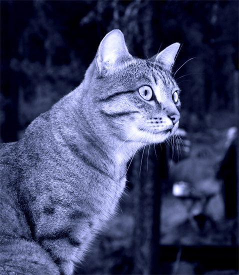 кот алтайский кот алтай