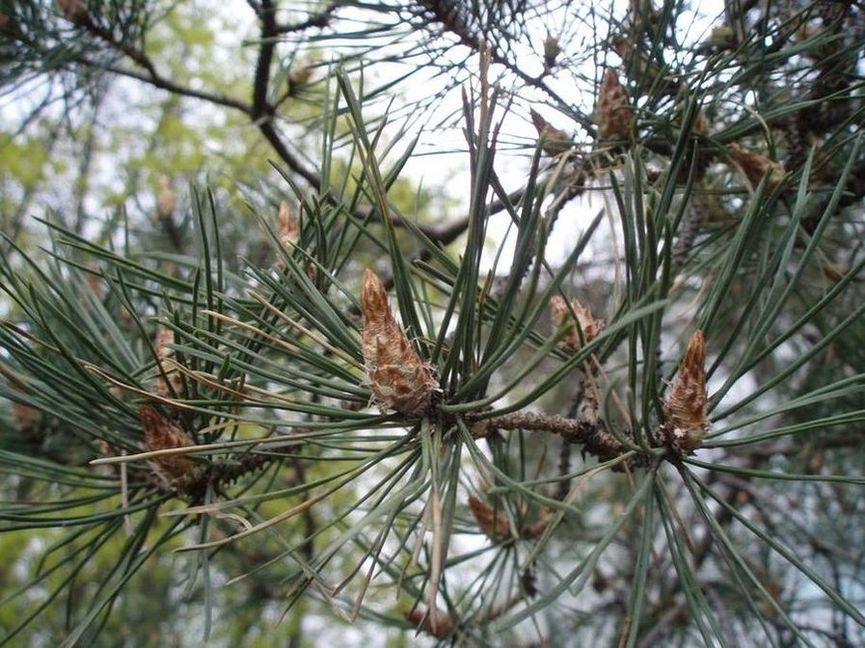Ель 