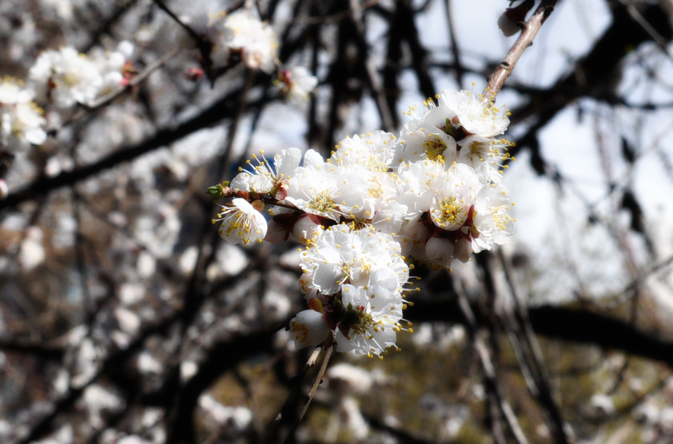 Cherry armenia yerevan cherry