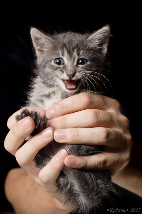Мяу! котенок мяукать кошка