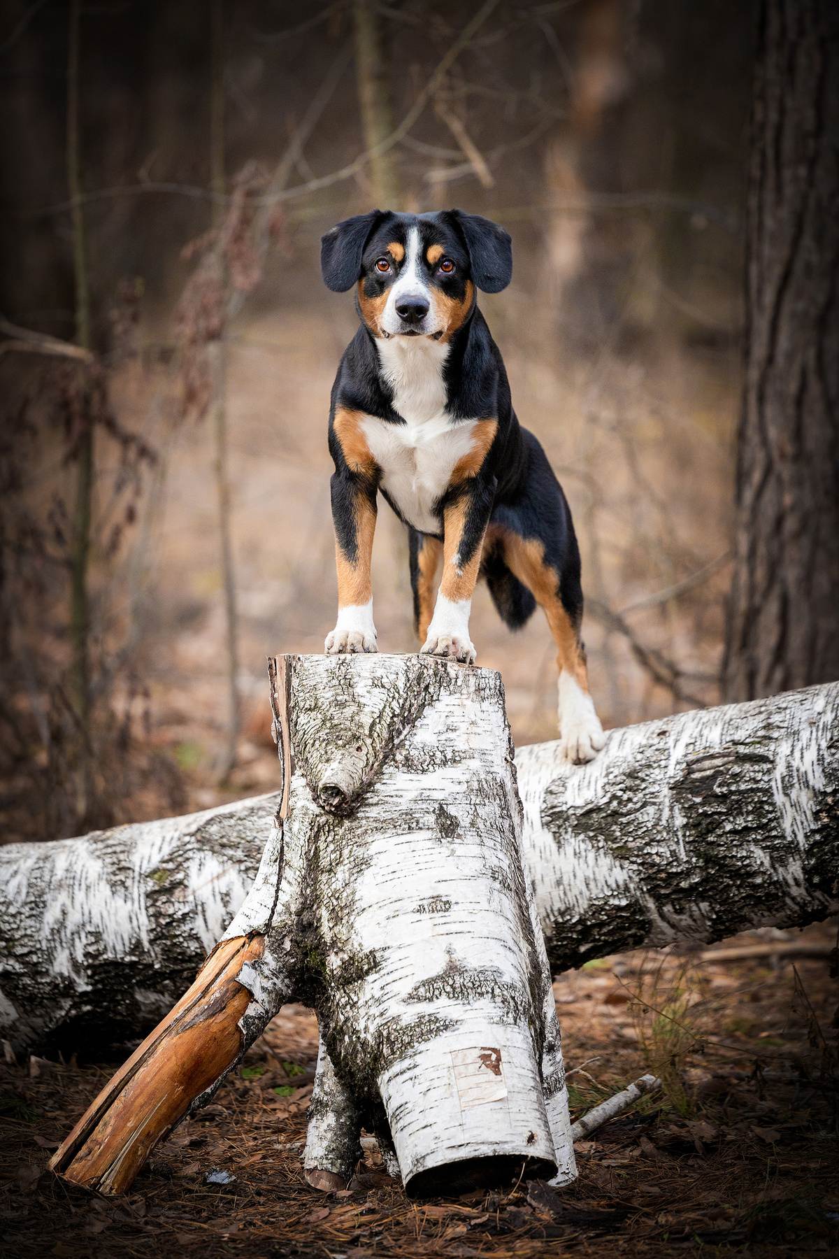 Satoshi FRESH ENERGY dog Entlebucher Sennenhund Satoshi FRESH ENERGY