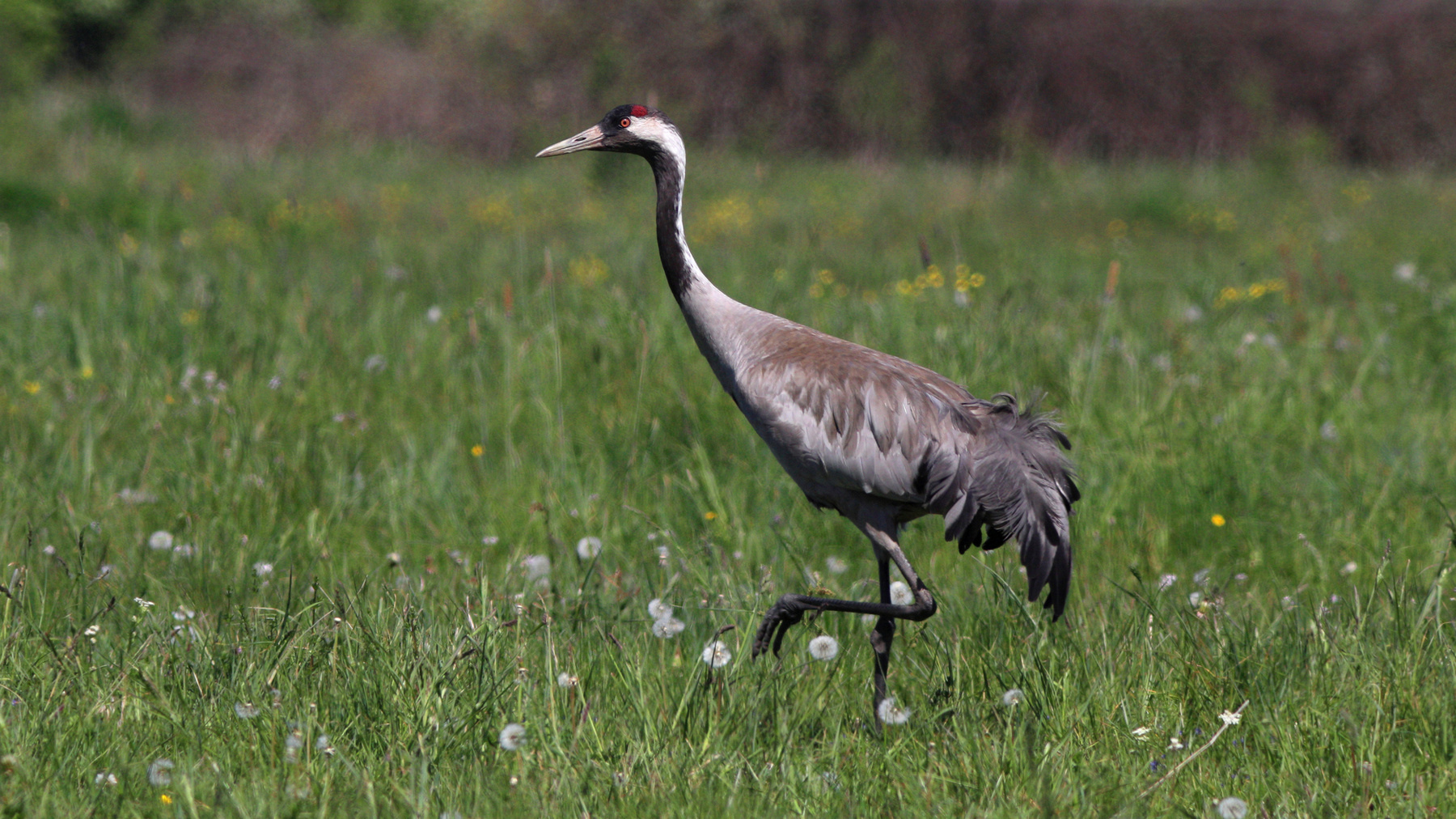 Одуванчики уже отцвели серый журавль grus common crane