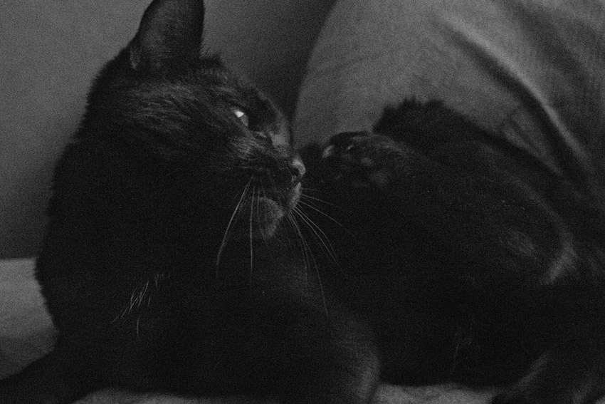 * котофей черный