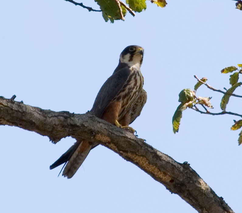 Сокол Чеглок сокол чеглок accipiter nisus