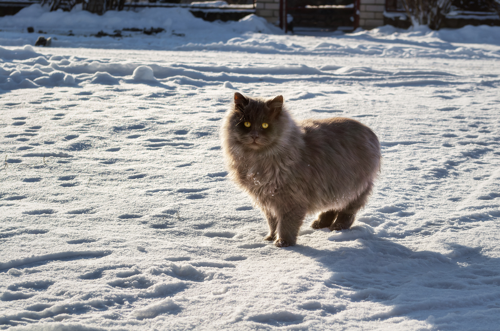 Кот Бегемот :) кот зима снег солнце