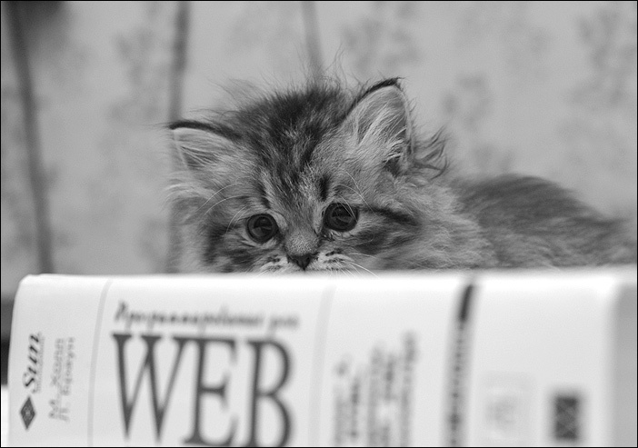tired of web web котенок