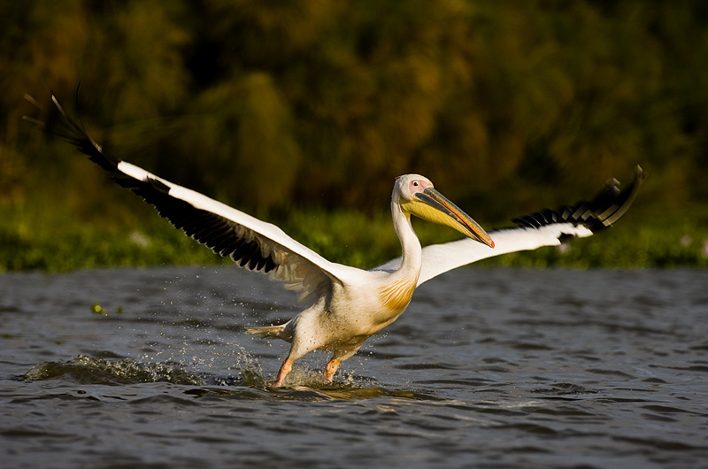 Точка отрыва.... Розовый пеликан - Pelecanus onocrotalus  взлет точка отрыва