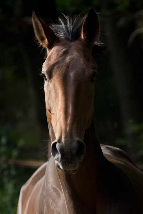 без названия лошадь horse