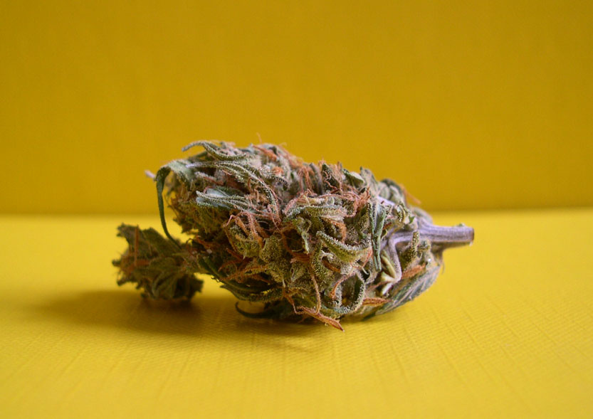 sweet wheat hemp