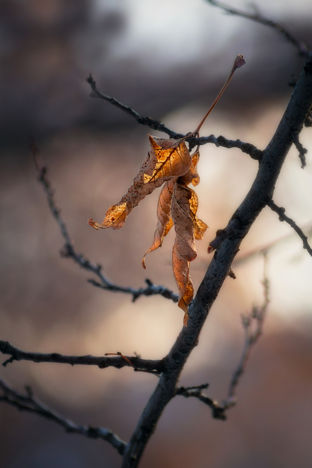 Былое... листья вечер свет цвет прошлое фон ветка природа фотография