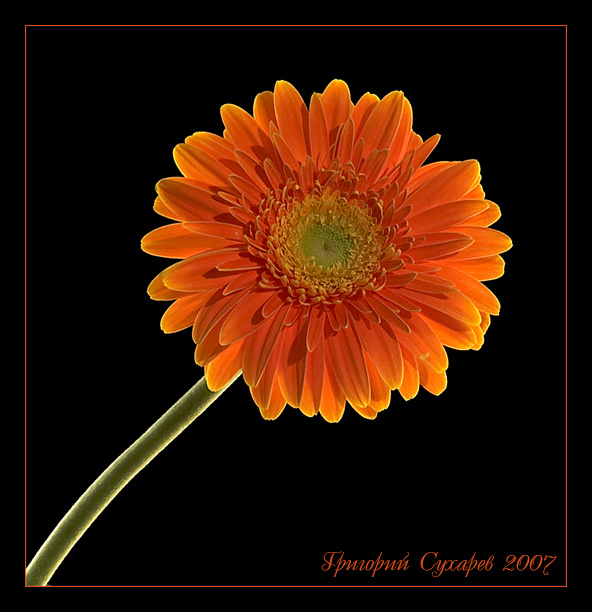 Orange. гербера цветок оранжевый gerbera