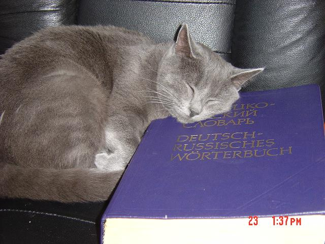 koshak koshak