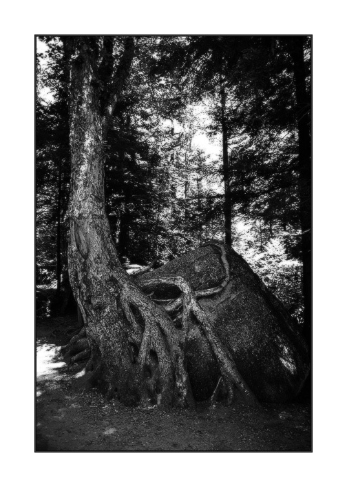 корни 