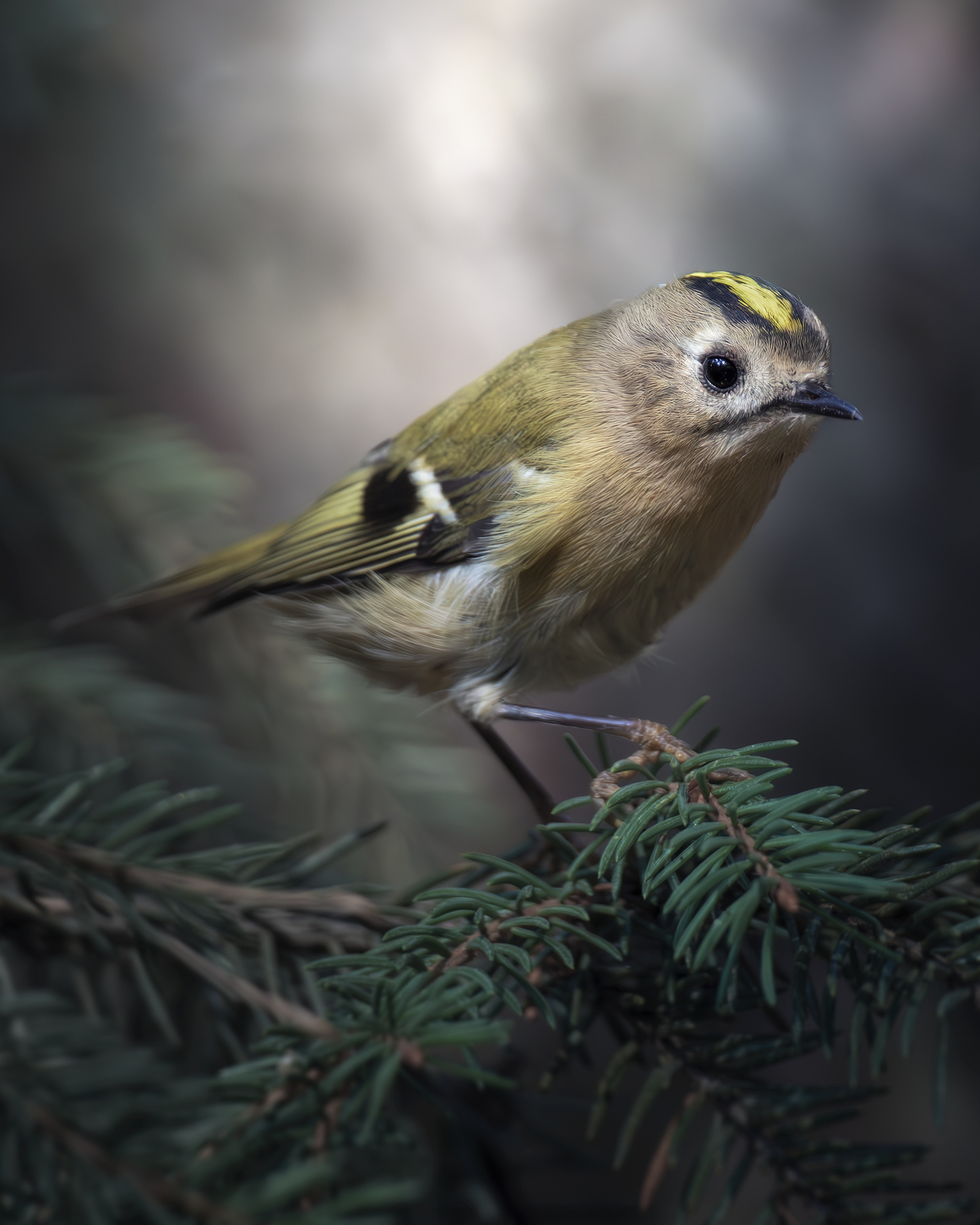 Желтоголовый королёк (Regulus regulus) 
