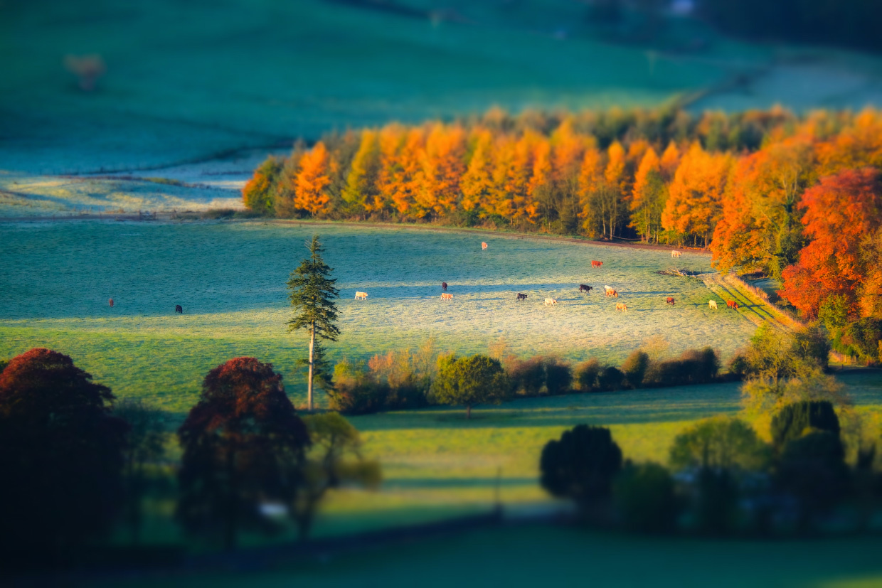 ...among frozen fields... ireland nature outdoors scenic tilt shift miniature toy scape landscape rural countryside from above cow animal larch pine fields season indian summer autumn frost europe