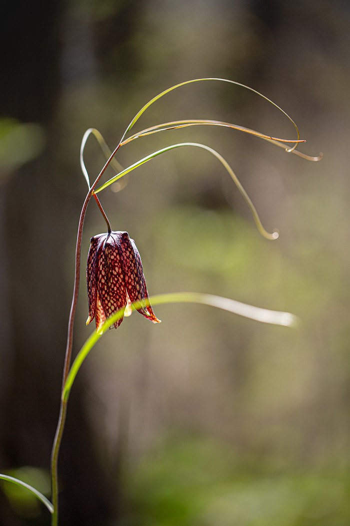 Рябчик рябчик уссурийский Fritillaria ussuriensis май остров Русский