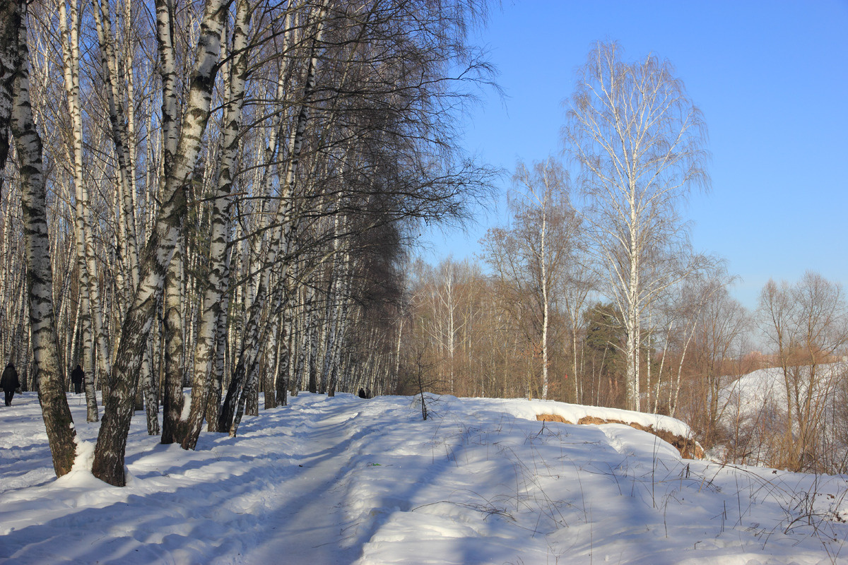 Февральский лес 