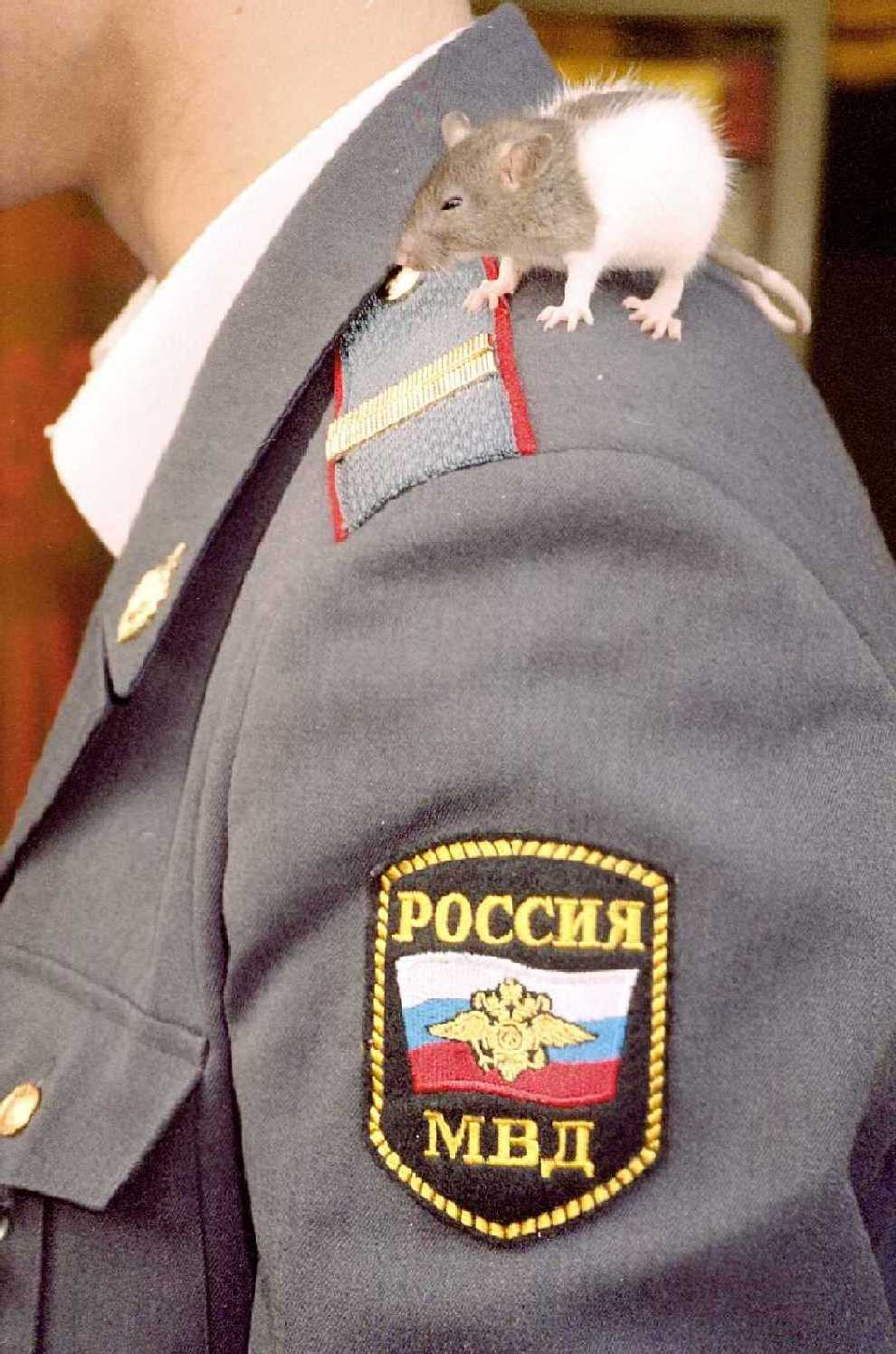 Наша служба и опасна и трудна :) домашняя крыса животные служба