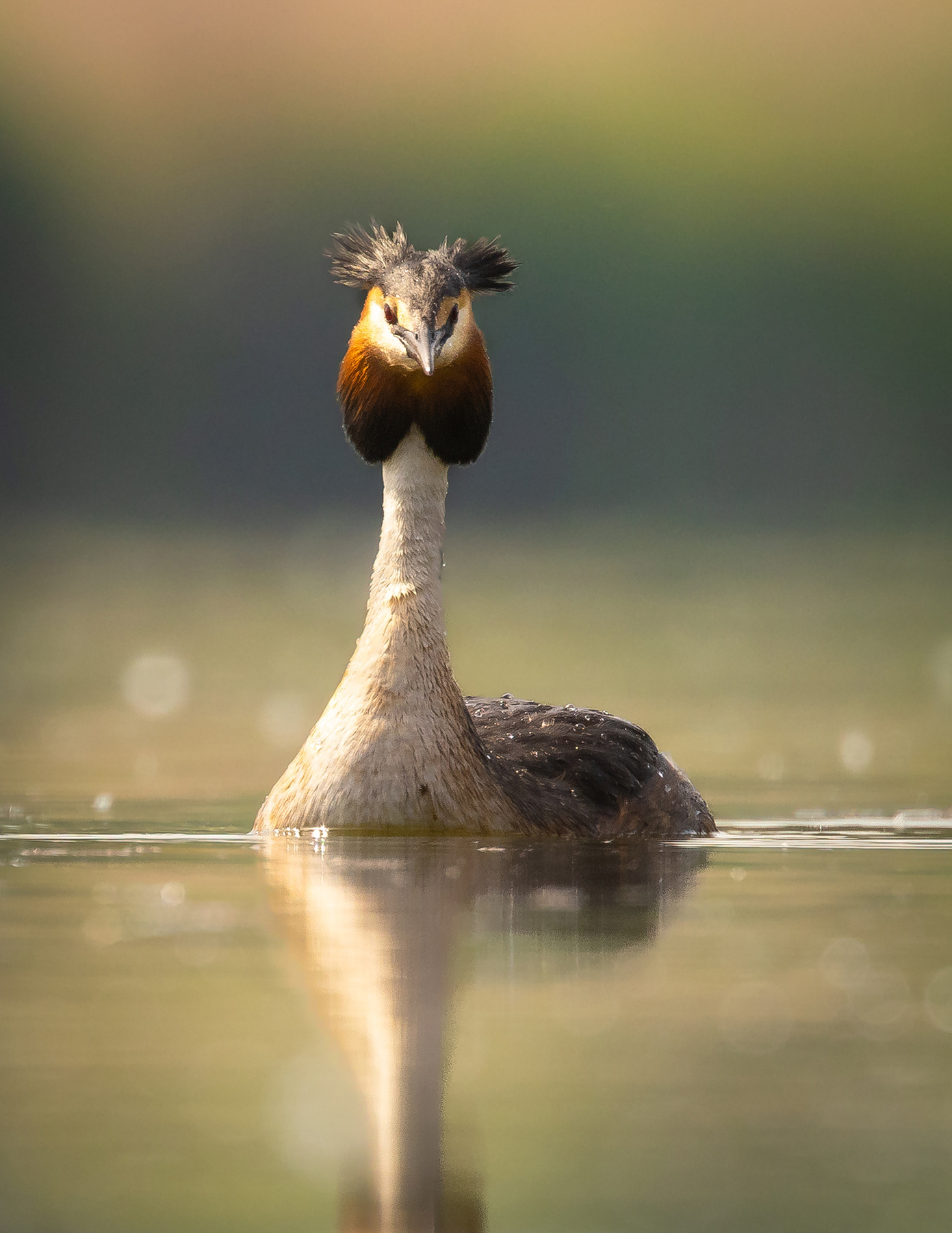 Great crested grebe 