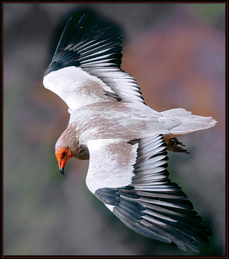 Egyptian Vulture (Neophron percnopterus). 
