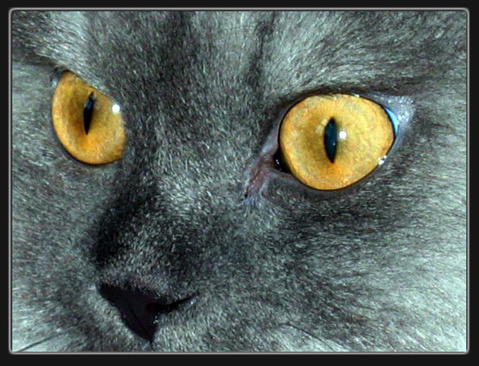 О чем думает кот? Кот, взгляд, кошачтя морда.