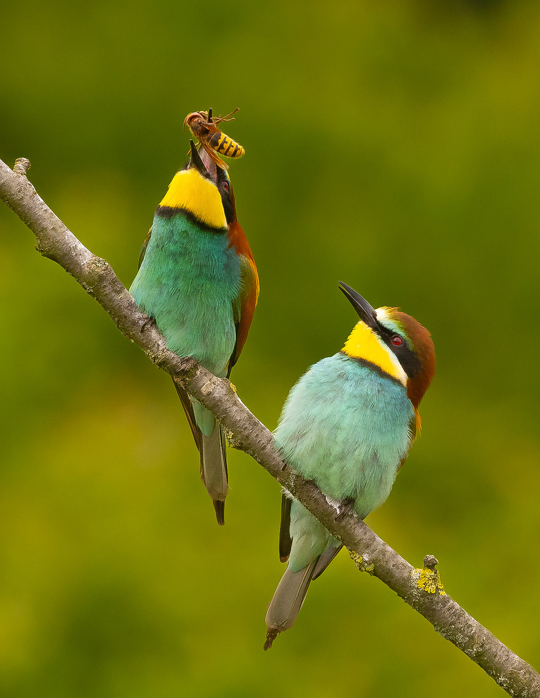 Bee-eater 