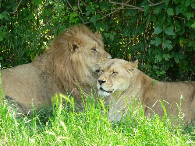 Safari Lions Safari