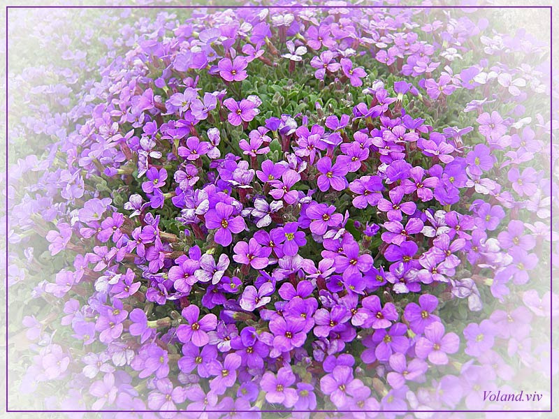 Miracle Of Love 