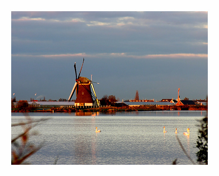 Dutch banality 6 Dutch banality озеро мельница лебеди Holland