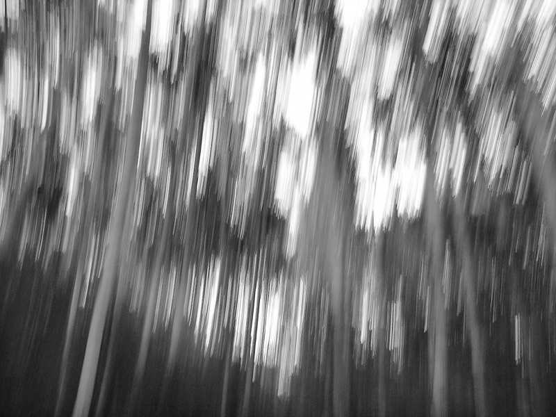 I am a camera Forest