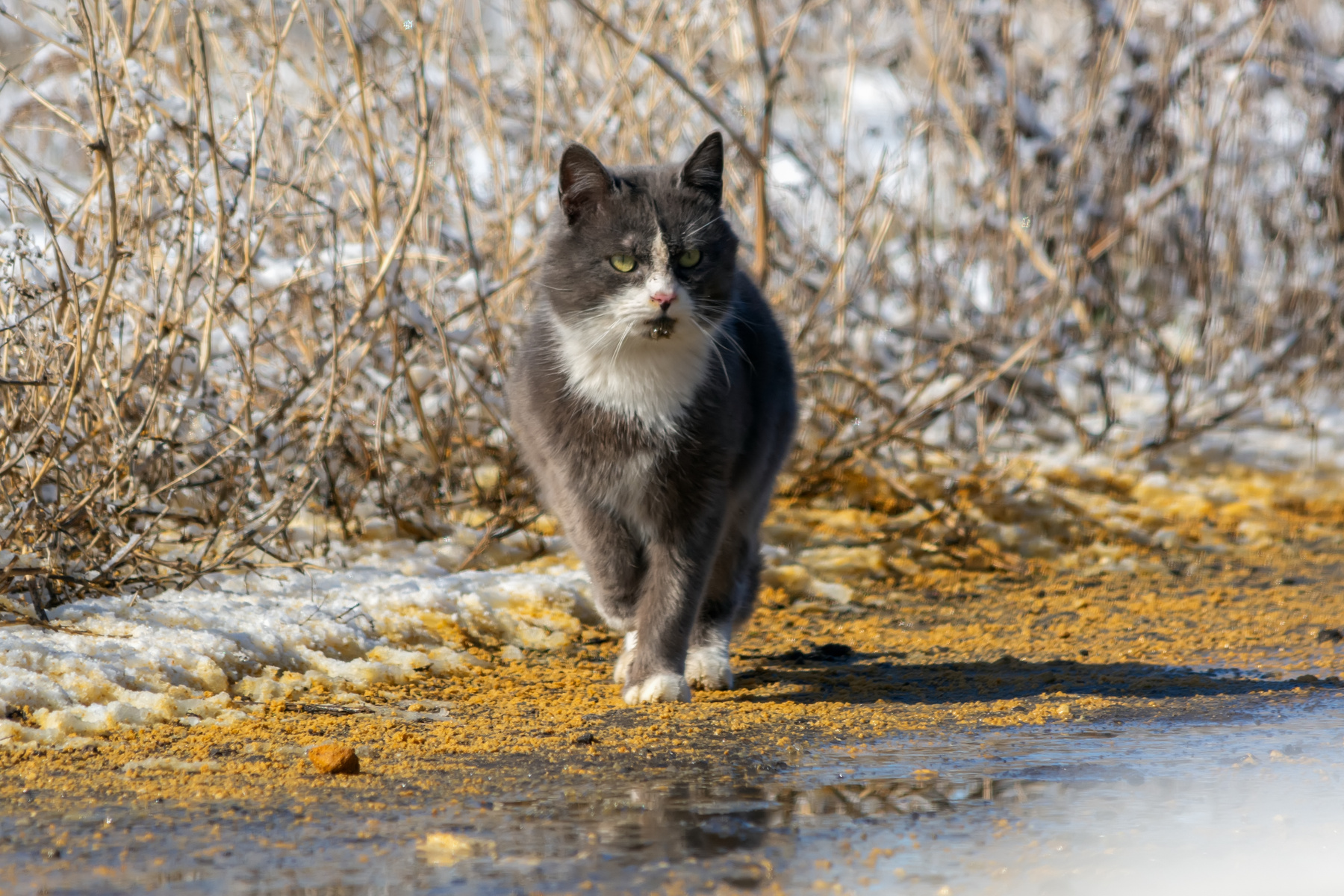 после гулянок кот животные весна