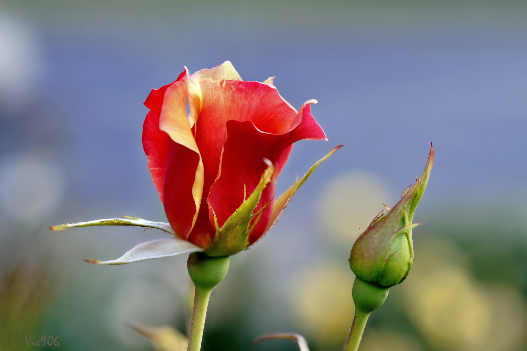 С Праздником 8 Марта! цветы природа розы роза rose