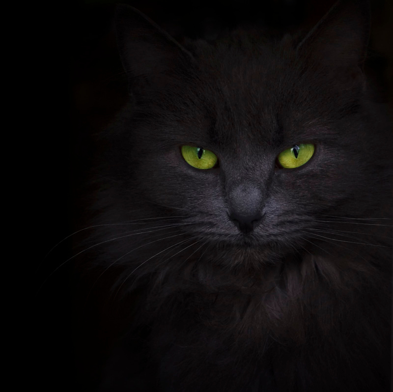 Бегемот Кот, черный