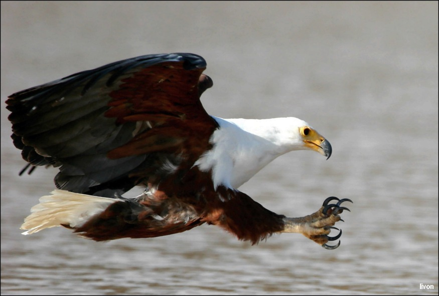 ОРЛАН КРИКУН Fish eagle haliaeetus vocifer Орлан,кения