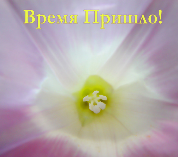 Время Пришло! Веселый Ветер Разметал Всё На Столе