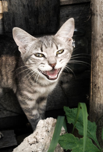 meow кошки