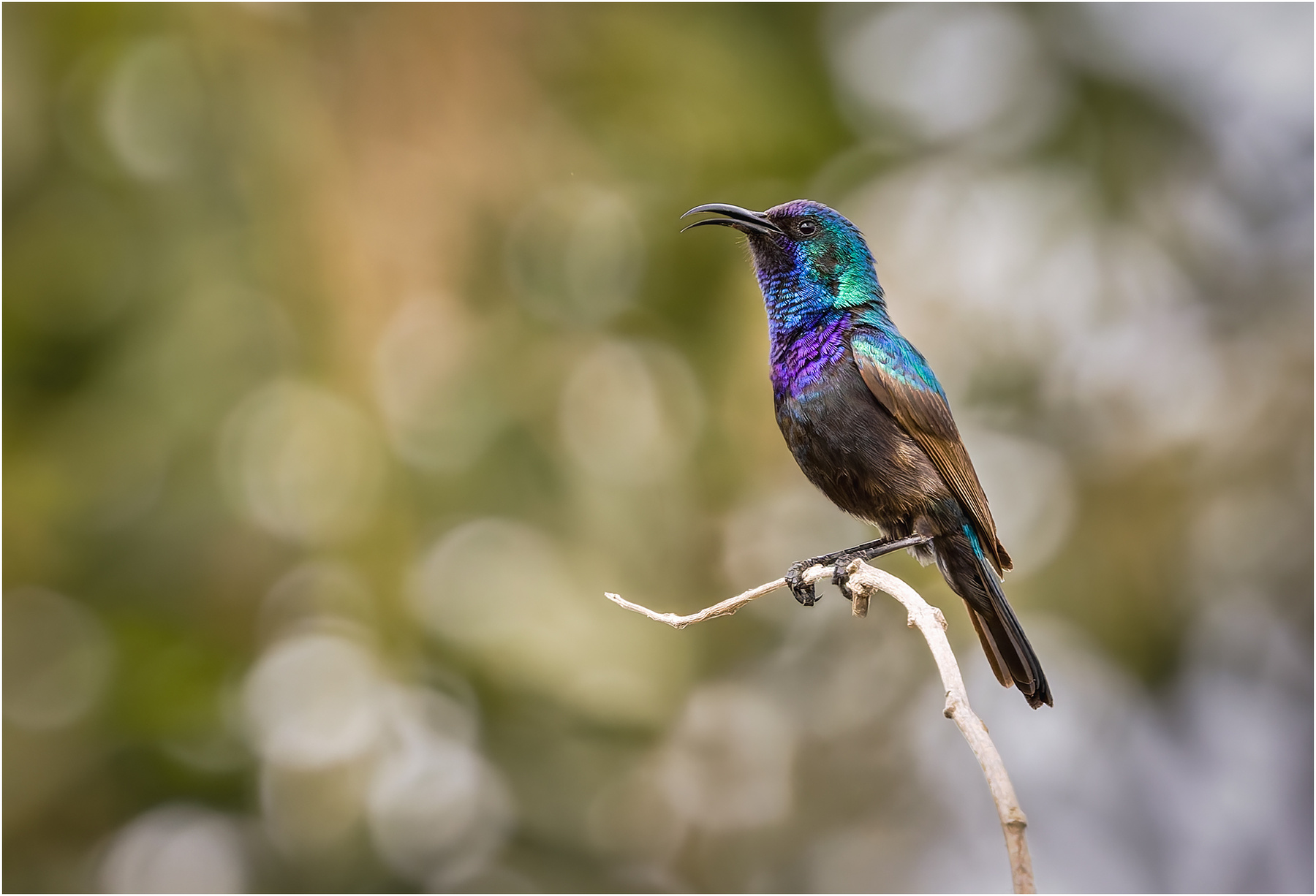 Нектарница палестинская. (Cinnyris osea). птица Нектарница палестинская Cinnyris osea Palestine sunbird