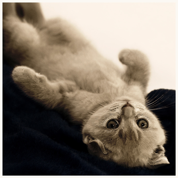 Нежность Котенок Нежность