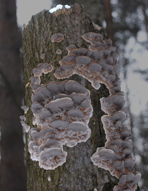 ПеньПнем пень лишайник зима